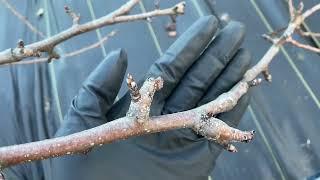 How to Pick Pear Scions for Grafting