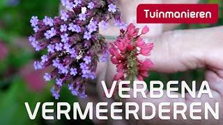 IJzerhard vermeerderen: Hoe doe je dat? | Tuinieren in de herfst | Tuinmanieren