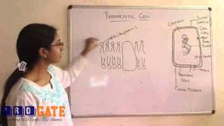 ProGATE GATE Biotechnology Sample Video 1