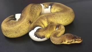 Morph of the Day #7 (Leopard Lemonblast Pied)