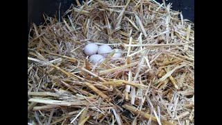 How Our Ducks Lay Eggs