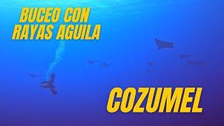 Buceo en CoZumel / Eagle Ray Wall/ Zona Norte