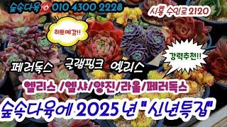 숲속다육 2025년 첫영상으로 신녁특집!! 대품라울 엔샤 엘리스 글램핑크등등 전품목~초특가맞춤