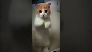 bum bum  #cute #cat #animals #kedi #tatlı