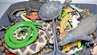 Reptiles Collection - Crocodiles, Alligators, Snakes, Iguana, Komodo Dragon, Sea Turtles, Tortoise