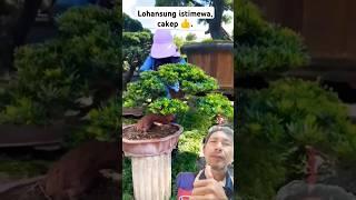 perawatan bonsai lohansung istimewa , cakep .#bonsaipodocarpus #lohansung