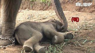 엄마코끼리가 잠든 새끼코끼리 깨우는 방법 (대박 귀여움ㅋ) ㅣ Watch How A Mama Elephant Wakes Her Baby Elephant Up *LIT*