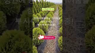둥근측백나무  부시측백나무를 입구 양쪽에 포인트 식재해보세요. #부시측백 #둥근측백나무 #측백나무  #garden