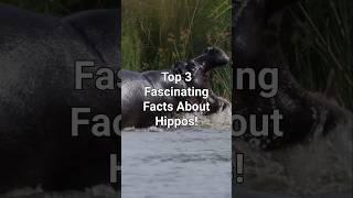 Top 3 Fascinating Facts About Hippos! #naturefacts #facts #wildlife #animals #nature #wildlifeinfo