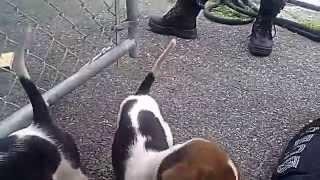 Beagle/Foxhound pups2