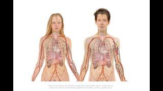 Anatomical Terminology || Radiology Buzz