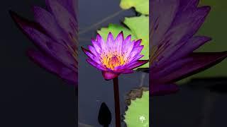 KB Facts : Water Lily