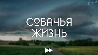 podcast | Собачья жизнь (2017) - #рекомендую смотреть, онлайн обзор фильма