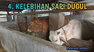 4.KELEBIHAN SAPI DUGUL (TANPA TANDUK)