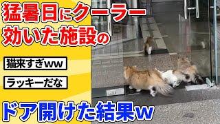 【2ch動物スレ】38℃の日にクーラーガンガンの施設のドア開けた結果ｗｗｗｗｗ