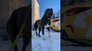 lion in a dog's body  #домбультазавров  #bultasaurshome #dombultazavrov