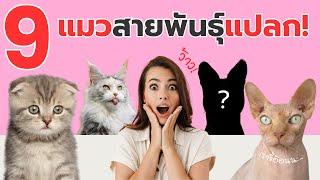 9 แมวสายพันธุ์สุดแปลก ที่คุณอาจไม่เคยเห็น!  จากไร้ขนยันลายเสือ | #ecobok