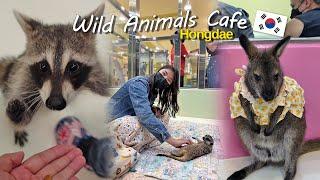 A Review of Wild Animals Café in Hongdae, Seoul, South Korea