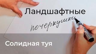 Ландшафтные почеркушки. Солидная туя.