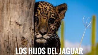 CHIMALAPAS,LOS HIJOS DEL JAGUAR | #OAXACA