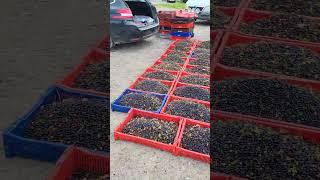 Blueberry picking in Sweden forest #harvesting #cranberries #lingonberry #blueberries