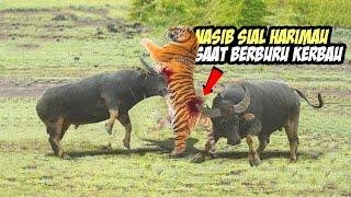 MENEGANGKAN! Pertarungan Sengit Kerbau Mengalahkan Harimau dan Singa Sampai M4t1 di Alam Liar