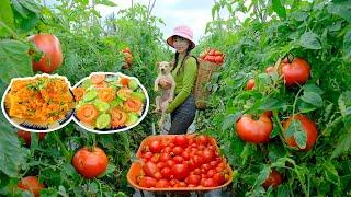 Harvesting Tomatoes & How to Prepare Delicious Dishes From Tomatoes | Thu's Country Life