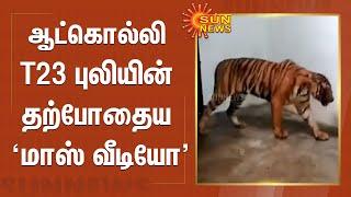 ஆட்கொல்லி T23 புலியின் தற்போதைய மாஸ் வீடியோ | Current mass video of T23 Tiger | Mysore
