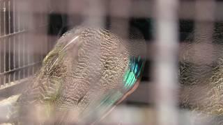 Common peafowl (Hiratsuka City Comprehensive park Fureai Zoo, Kanagawa, Japan) August 26, 2018