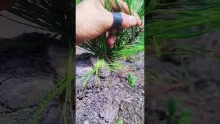 Small Chinese Bonsai Trees Using Liquid Fertilizers and Grow Mediums #bonsai #bonsaiideas#bonsaitree