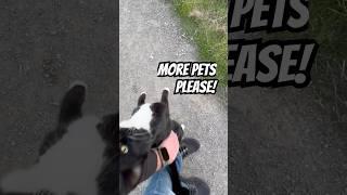 Tuxedo Cat Won’t Take NO for an Answer! ️