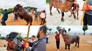 Khairathabad madhu yadav Introducing new Garuda,Gama,Sherkan bulls getting ready sadar festival 2022