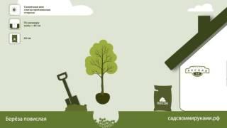 Береза Повислая. Инструкция по посадке. СадСвоимиРуками