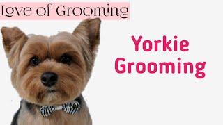 Grooming  a Yorkshire Terrier for Easy Maintenance