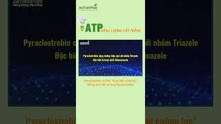 PYRACLOSTROBIN CÓ PHẢI HOẠT CHẤT CƯỜNG LỰC - NHỮNG LƯU Ý KHI SỬ DỤNG PYRACLOSTROBIN | An Thịnh Phát