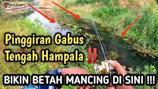 Trip Spot Hampala dan Gabus || Sarang Ikan Predator