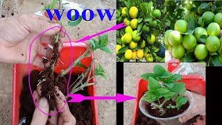 How to propagate a lemon tree from a branch successfully 100%