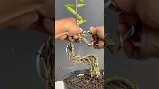 Creating an Exposed Root Style Bonsai