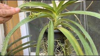 Vandas, Vanda Update, Fertilizing Routine and Care