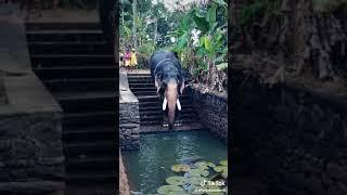 Elephant bathing tik tok video