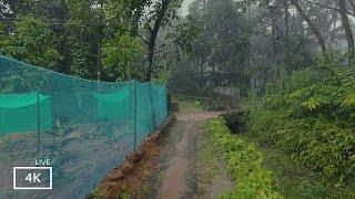 A Symphony of Rain and Serenity: Walking a Lush Village Path | Rain-Kissed Village Walk for Sleep