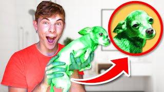 I DYED MY DOG GREEN!!!