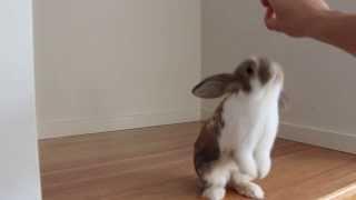 Rabbit Tricks