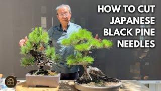 How to Cut Japanese Black Pine Bonsai Needles