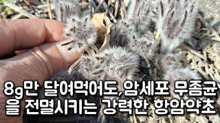 할미꽃(백두옹),몸속 암세포나 무좀균 설사 복통을 전멸시키는 초강력 항암약초~이 식물/건강정보