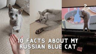 10 Facts about my Russian Blue Cat