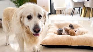 Poor Golden Retriever left without his bed because Kittens occupying it