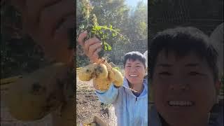 FARM TO TABLE ORGANIC POTATO TIME!  NC Garden Zone 7b Fall Harvest 