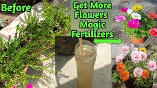 Best Fertilizer For Portulaca /Moss Rose|How To Care Portulaca In Summer|Portulaca Flowering Tips