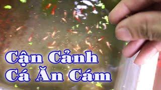 CẬN CẢNH CHO CÁ 7 MÀU - GUPPY ĂN CÁM | Túc Thịnh